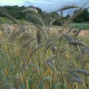 Elenco parcelle Campo catalogo